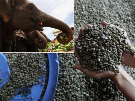 Виробництво елітної кави в слонячих масштабах