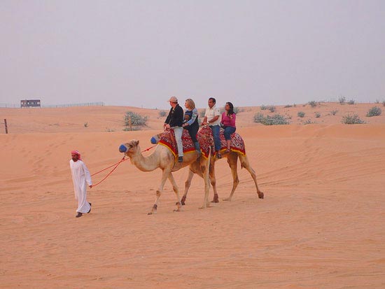 В Америці була знайдена екзотична альтернатива кінним прогулянкам - верблюжі прогулянки. 