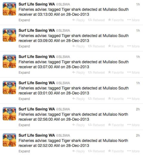 австралійські акули в твіттері