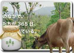 Бізнес ідея № 1447. Лісове молоко від корів з лісової ферми