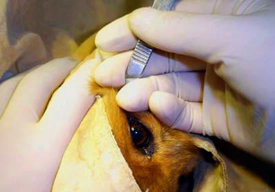 Мода на пластичну хірургію для домашніх тварин в Європі: скільки і на чому заробляють клініки пластичної хірургії для тварин.
