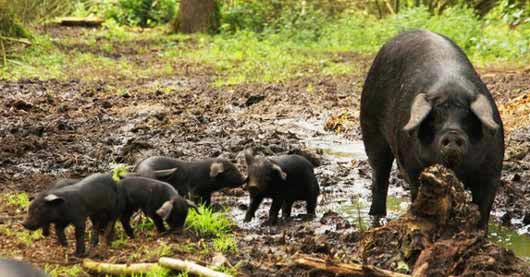 Компанія Buitengewone Varkens пропонує інвесторам вкладати гроші в її свиноферму, в обмін обіцяє забезпечувати їх продуктами зі свинини протягом наступних трьох років.